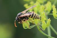 Polistes dominula