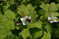 Bombus hypnorum