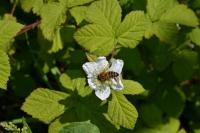 Apis mellifera