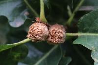 Andricus fecundatrix