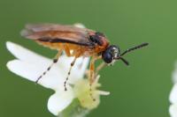 Athalia rosae