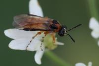 Athalia rosae