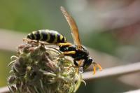 Polistes dominula