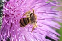 Halictus scabiosae