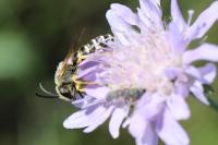 Halictus scabiosae