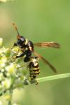 Polistes dominula