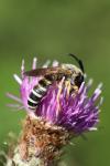 Halictus scabiosae