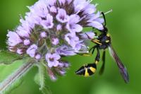 Eumenes coronatus