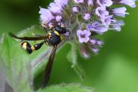Eumenes coronatus