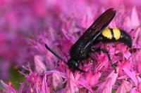 Scolia hirta