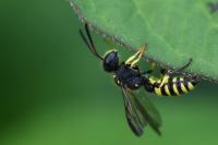 Cerceris quadricincta