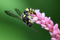 Cerceris quadricincta
