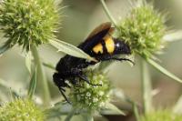 Scolia hirta