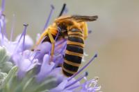 Halictus scabiosae