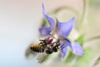 Megachile centuncularis