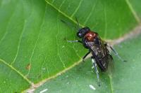 Eriocampa ovata