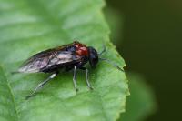 Eriocampa ovata