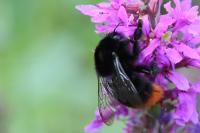 Bombus lapidarius