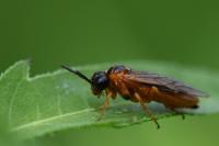 Selandria serva