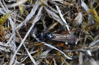 Cryptocheilus versicolor