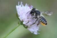 Megachile centuncularis