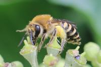 Colletes hederae