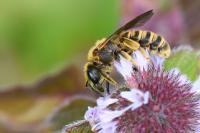 Halictus scabiosae