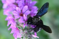 Xylocopa valga