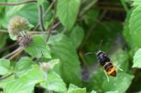 Vespa velutina