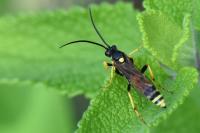 Spilichneumon occisorius