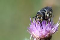 Lithurgus cornutus