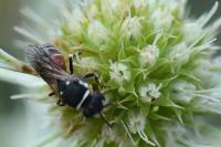 Hylaeus variegatus