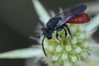 Sphecodes albilabris