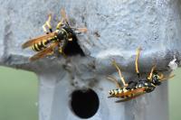 Polistes dominula