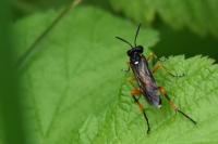 Macrophya rufipes