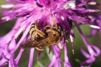 Halictus scabiosae