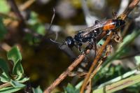 Prionyx kirbii