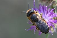 Lithurgus cornutus