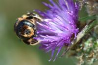 Lithurgus cornutus