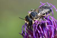 Lithurgus cornutus