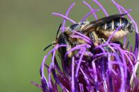 Lithurgus cornutus