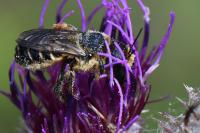 Lithurgus cornutus