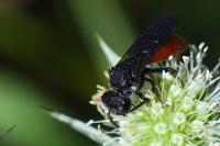 Sphecodes albilabris