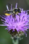 Megachile centuncularis