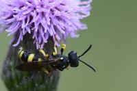 Cerceris rybyensis