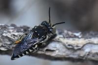 Coelioxys afer