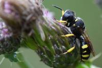 Ectemnius continuus