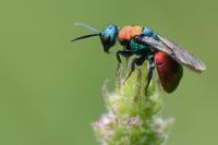 Hedychrum nobile
