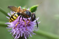 Philanthus triangulum