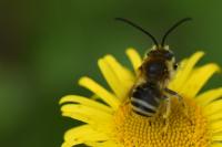 Tetralonia alticincta